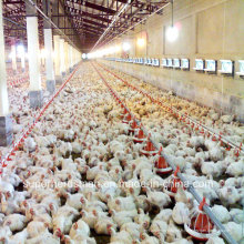 Équipement automatique de volaille pour la ferme de poulets de chair